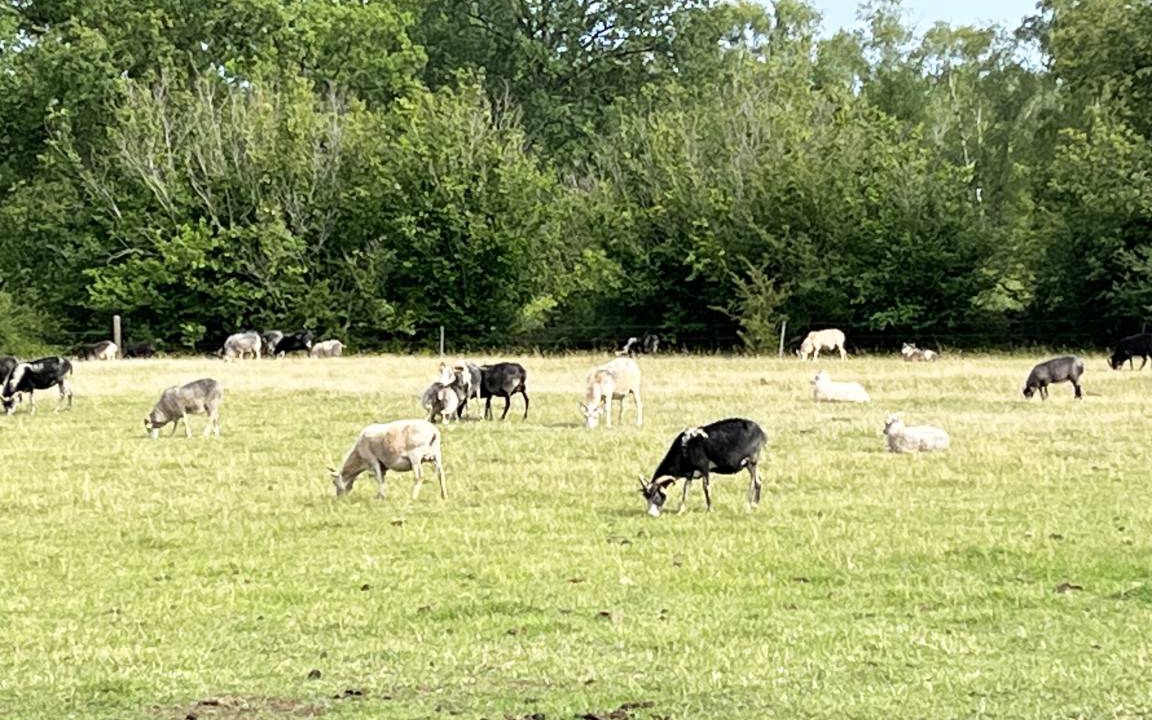 Photo of Others in Storlinge