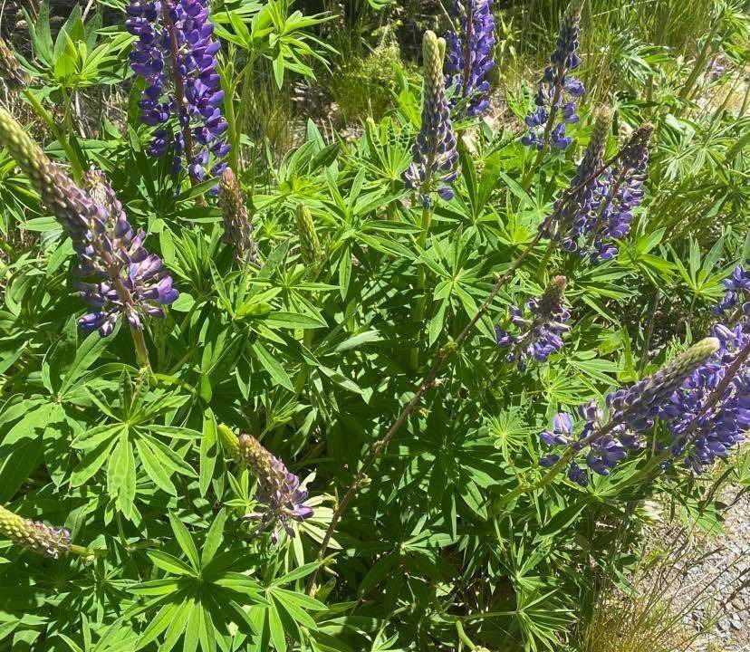 Photo of Outdoor in Lammhult