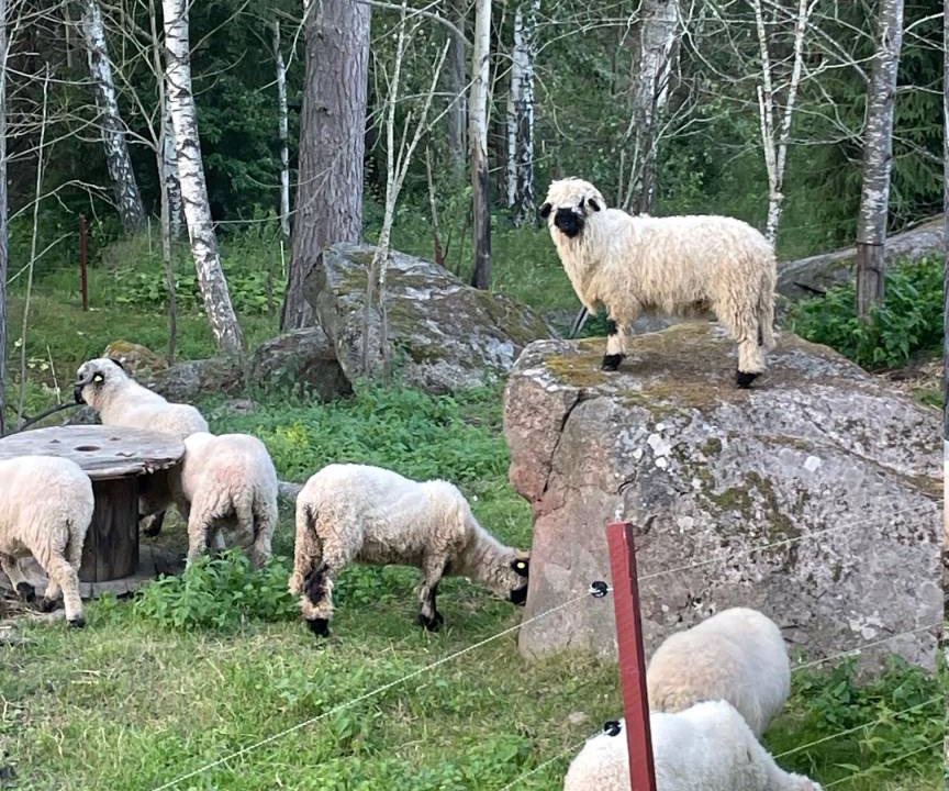 Photo of Others in Mjolby Municipality