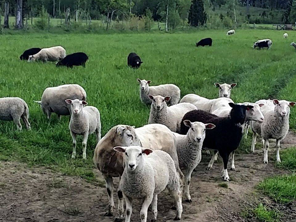 Photo of Others in Ruggstorp