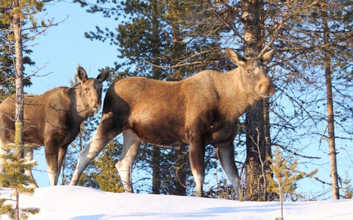 Photo of Others in Jokkmokk Municipality