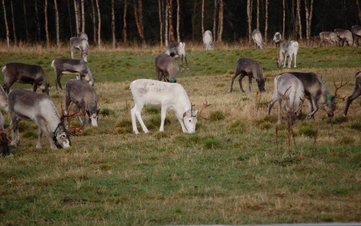 Photo of Others in Sorsele