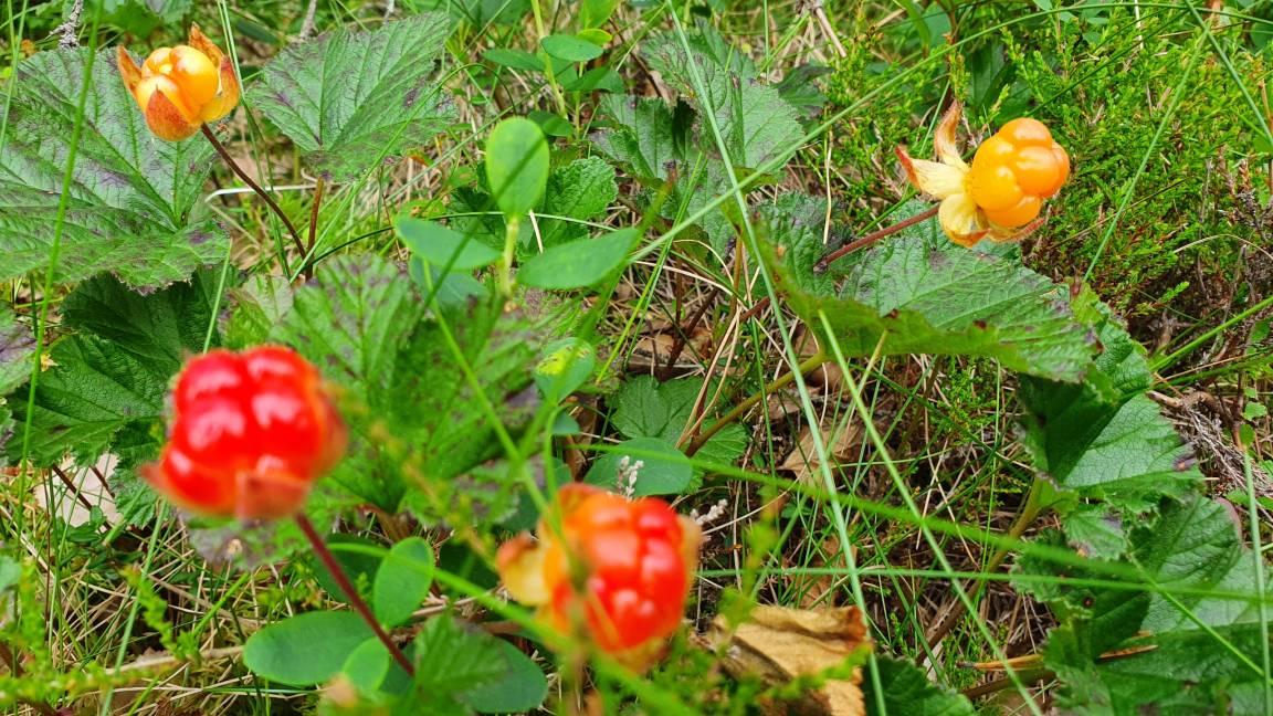 Photo of Outdoor in Trehorningsjo