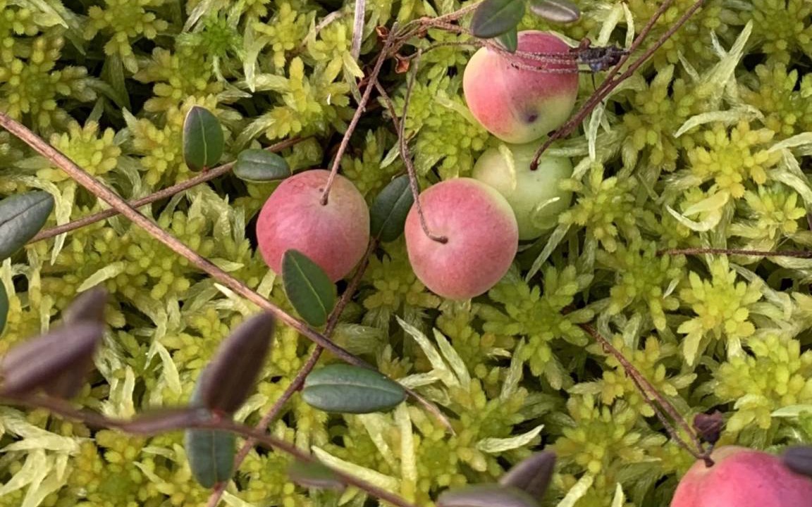 Photo of Outdoor in Nattavaara