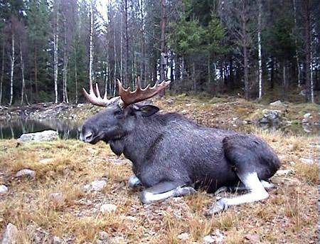 Photo of Others in Tofta