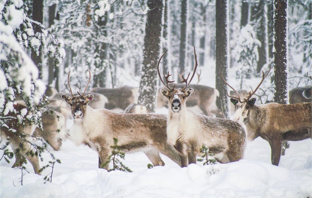 Photo of Others in Lofsdalen