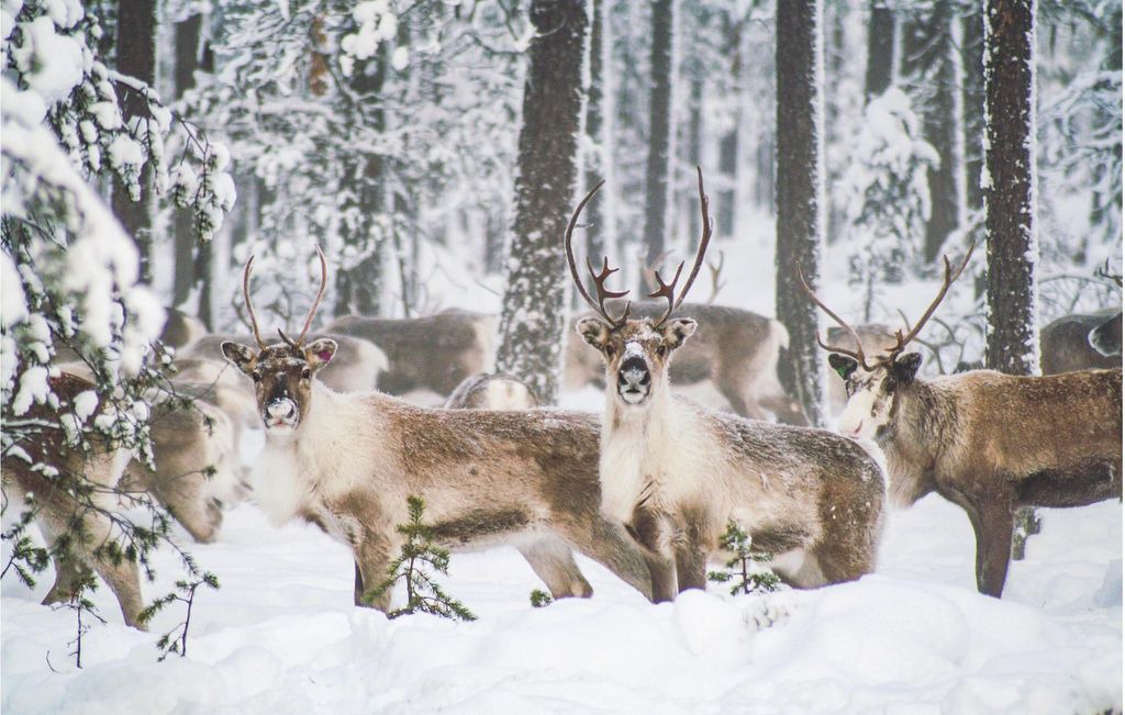 Photo of Others in Lofsdalen