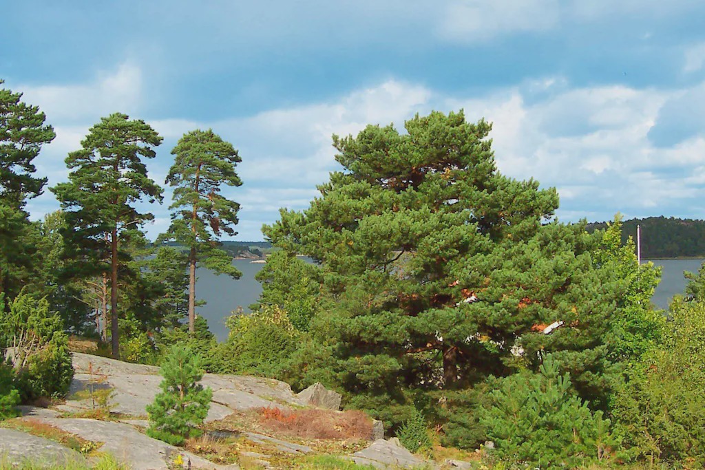 Photo of Outdoor in Tanum