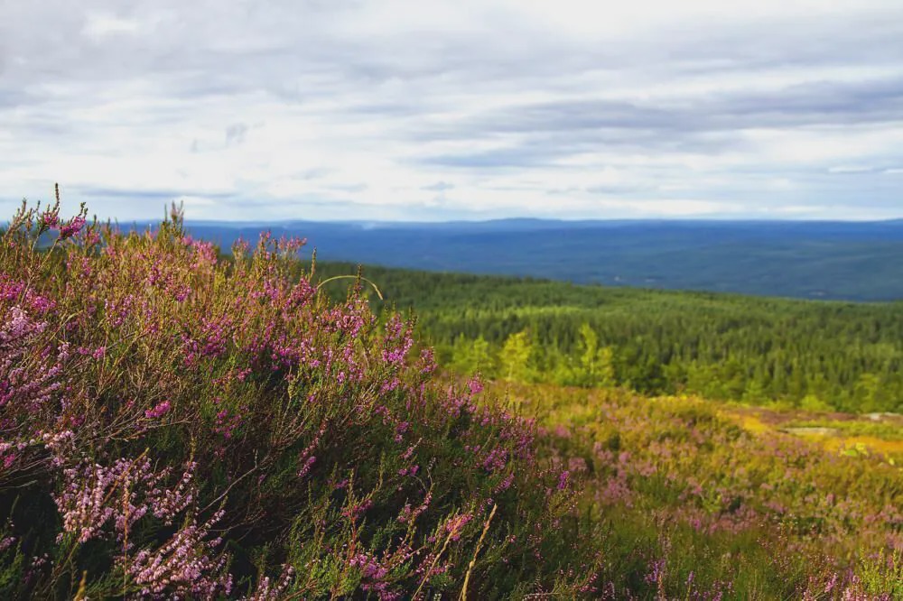 Photo of Outdoor in Overbyn