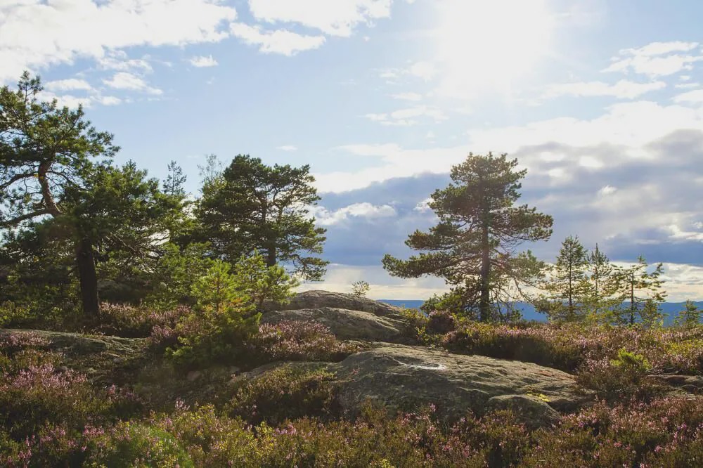 Photo of Outdoor in Overbyn