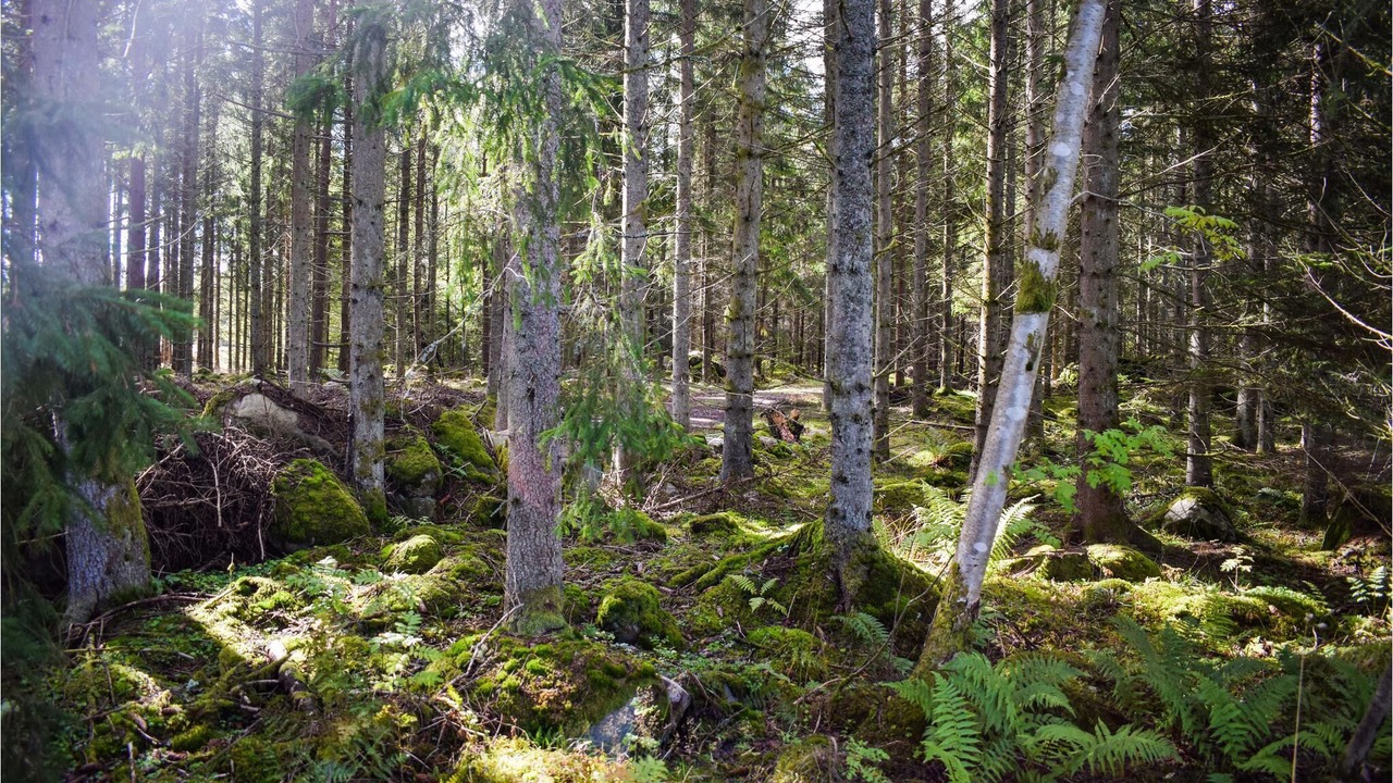 Photo of Outdoor in Ryd