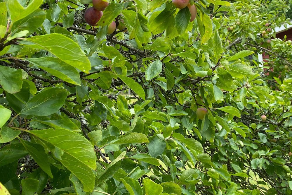 Photo of Outdoor in Stavsjo
