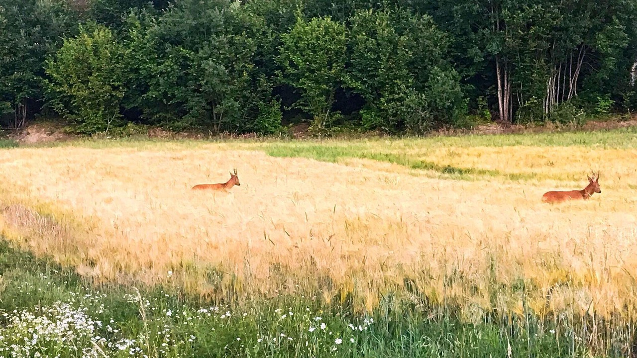 Photo of Outdoor in Stromstad O