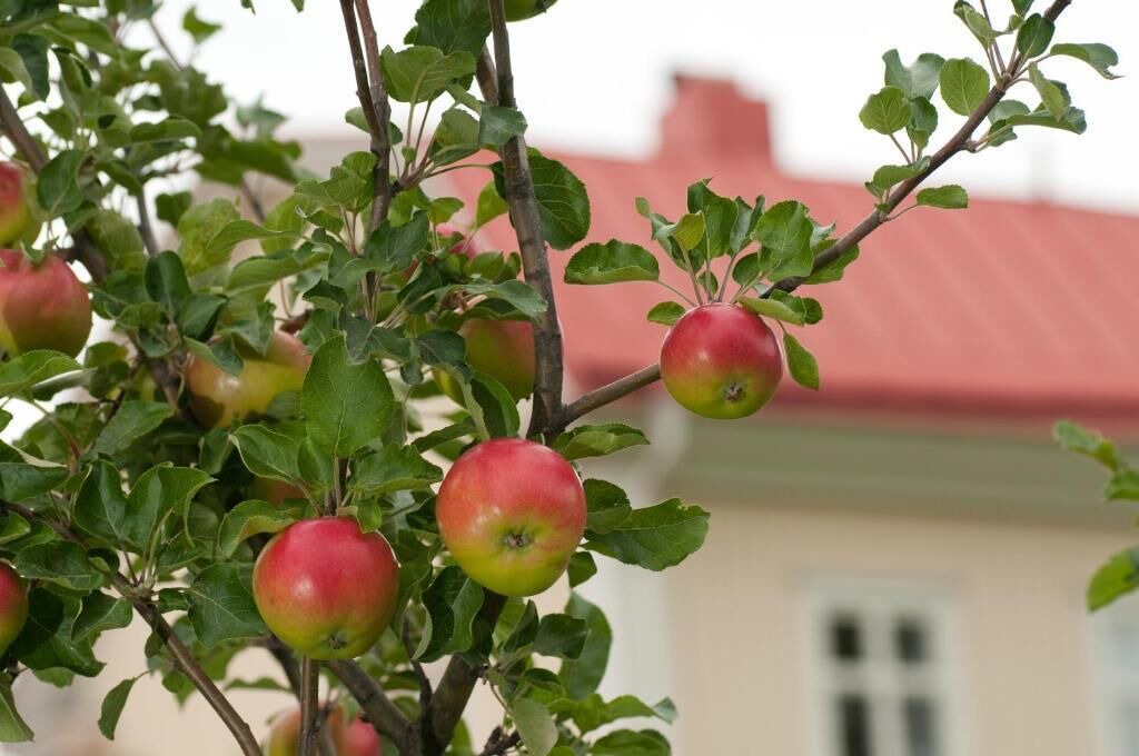 Photo of Outdoor in Skelleftea