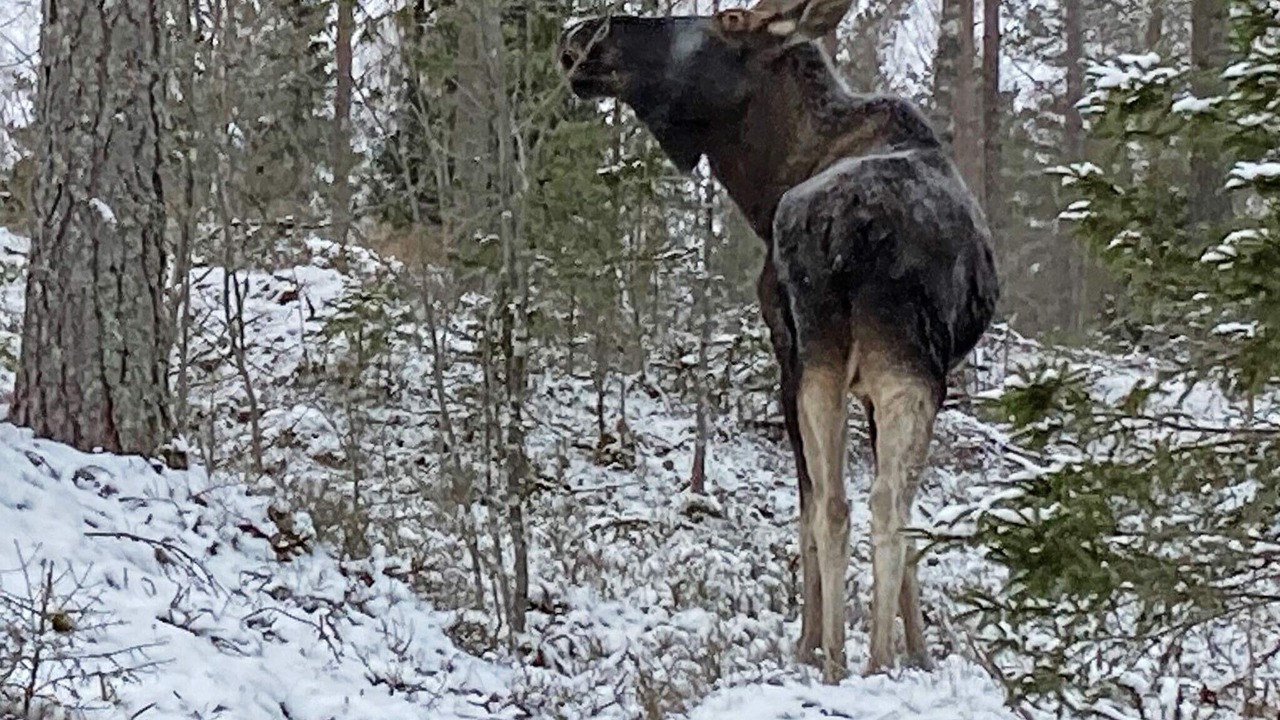 Photo of Others in Varmlands Nysater