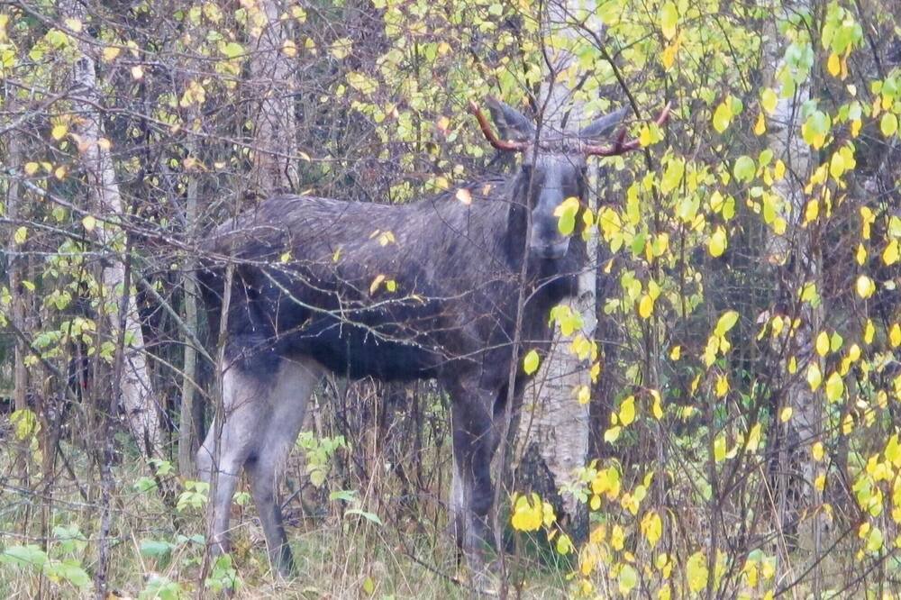 Photo of Outdoor in Bengtsfors Municipality