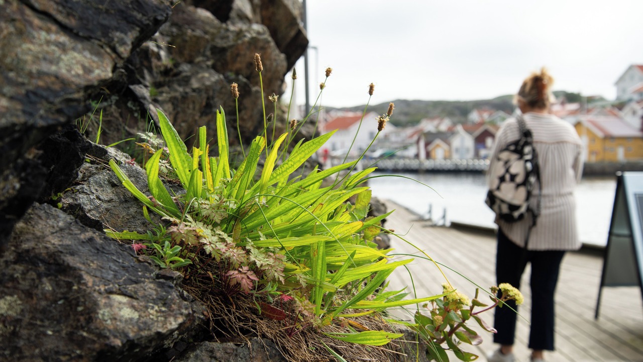 Photo of Outdoor in Grundsund