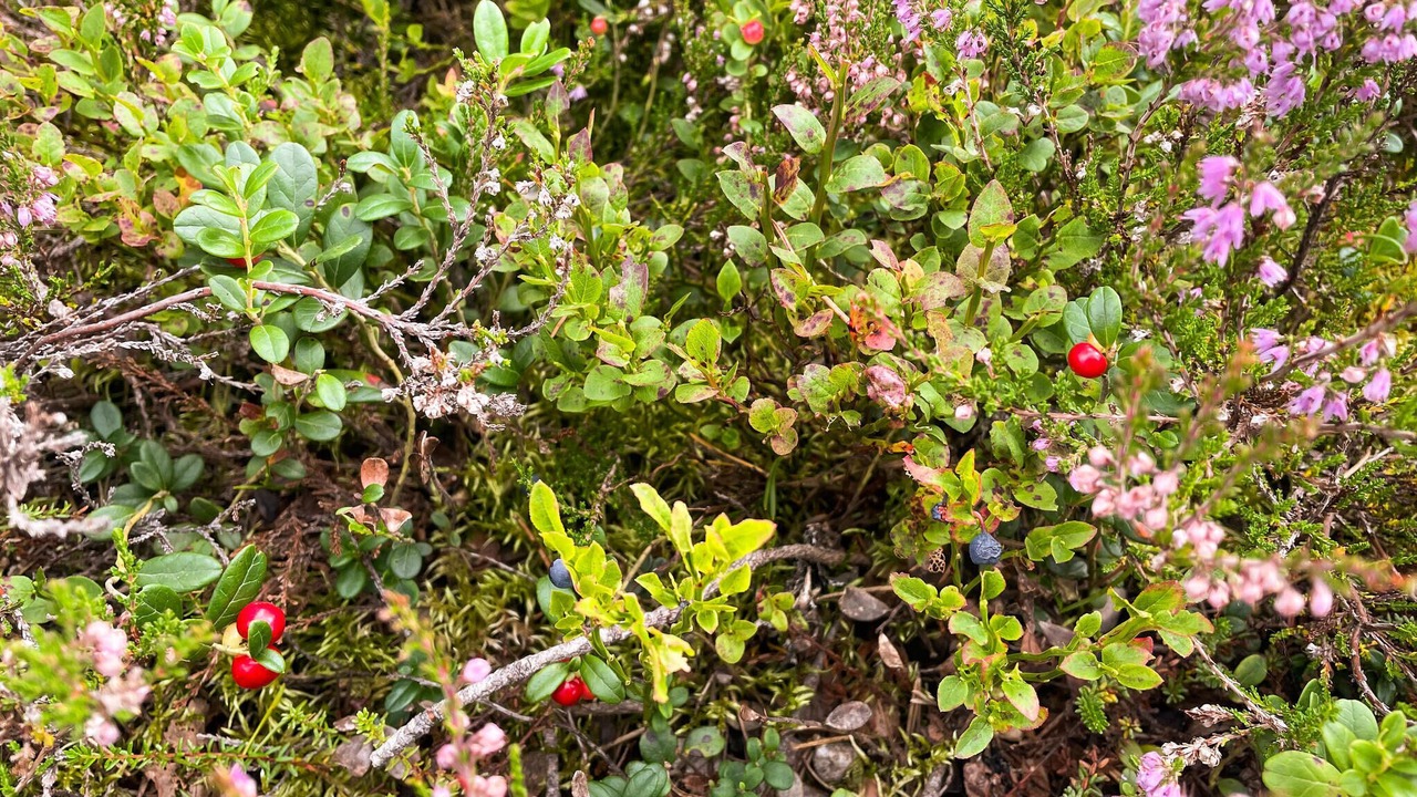 Photo of Outdoor in Trysil