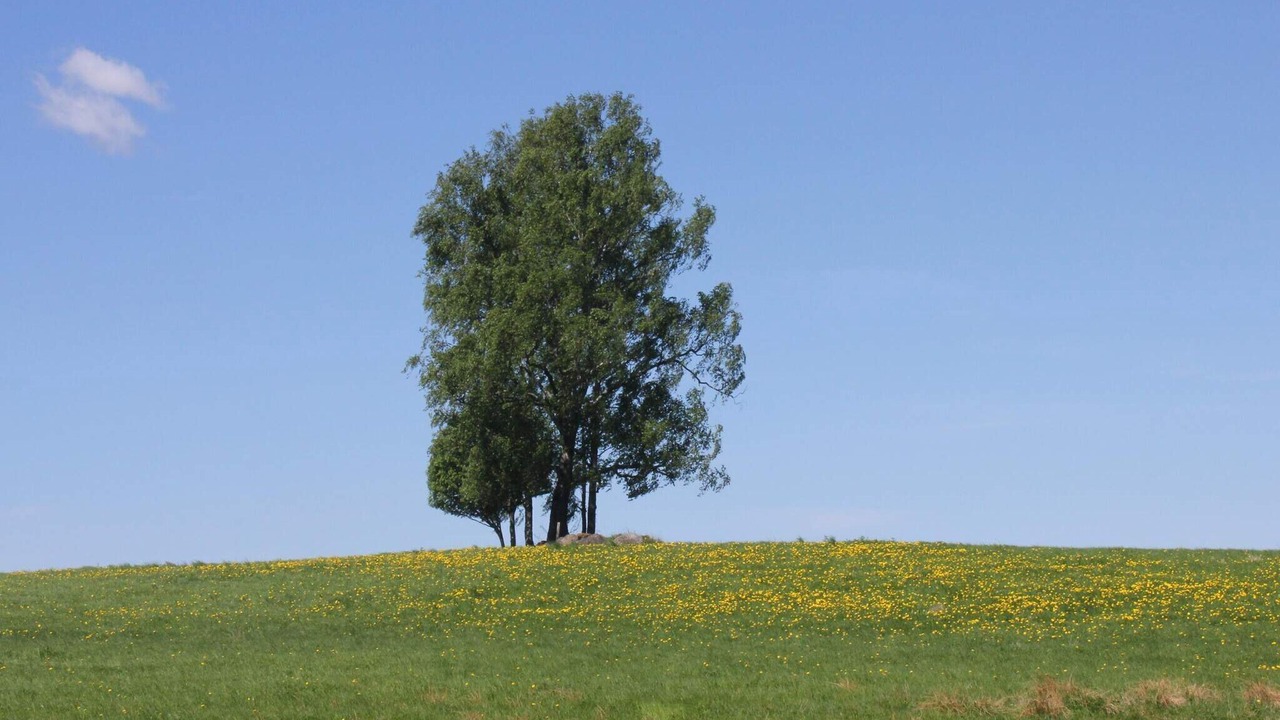Photo of Others in Animskog