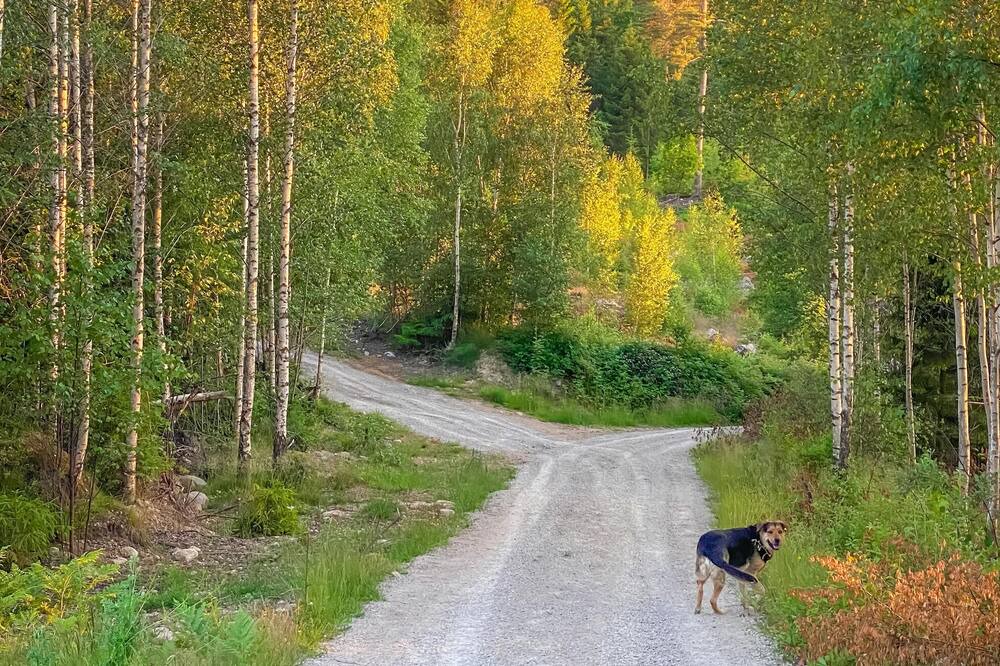 Photo of Others in Tvetaryd