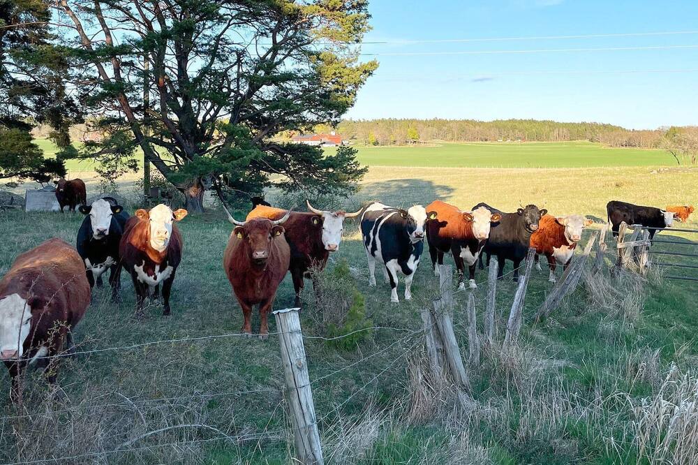 Photo of Others in Svartsjo