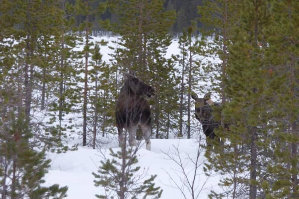 Photo of Others in Blattnicksele