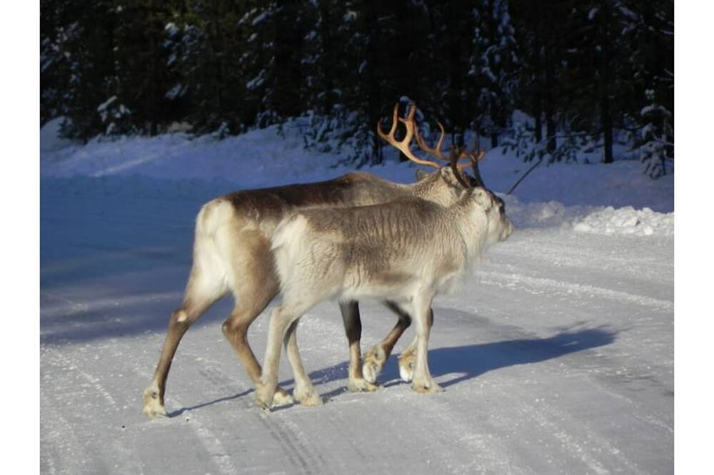 Photo of Others in Blattnicksele