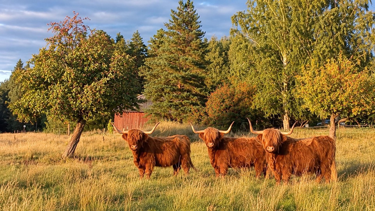 Photo of Others in Finnerodja