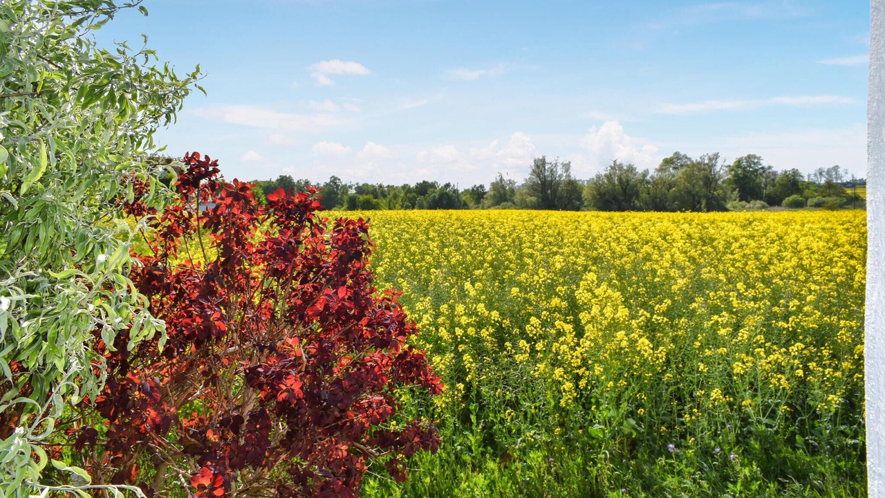 Photo of Outdoor in Borrby