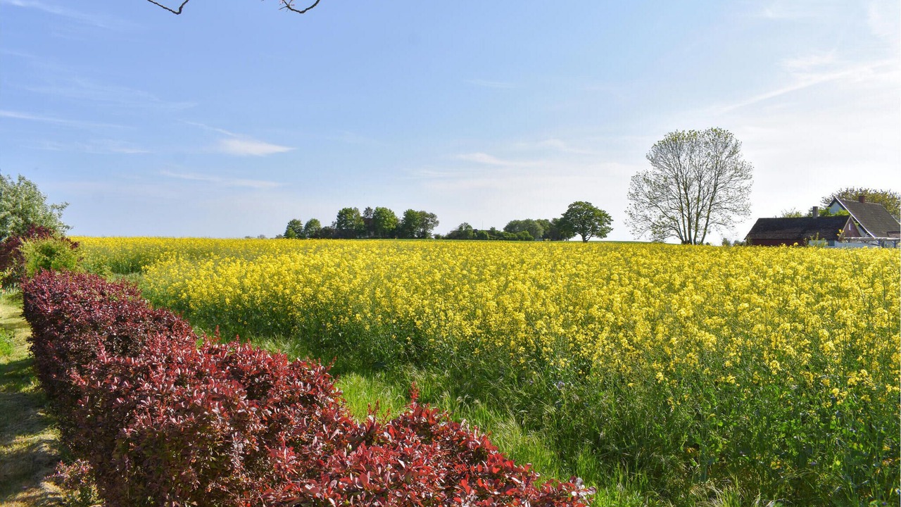 Photo of Outdoor in Borrby