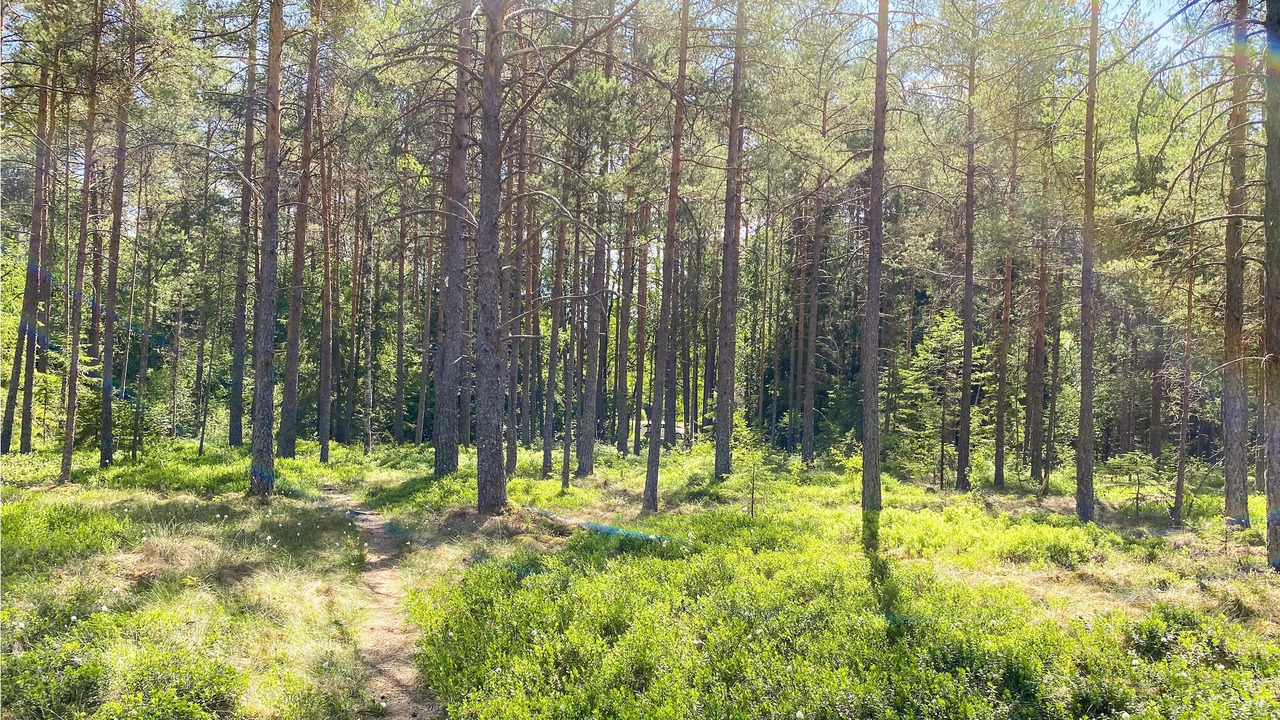 Photo of Outdoor in Lammhult