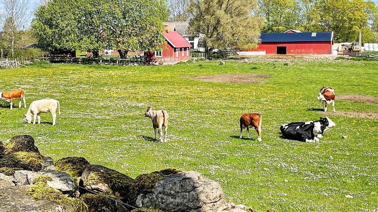 Photo of Outdoor in Storlinge