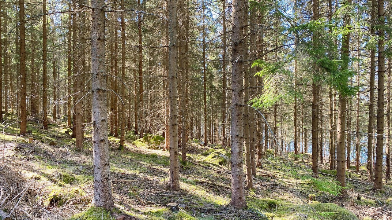 Photo of Others in Horn