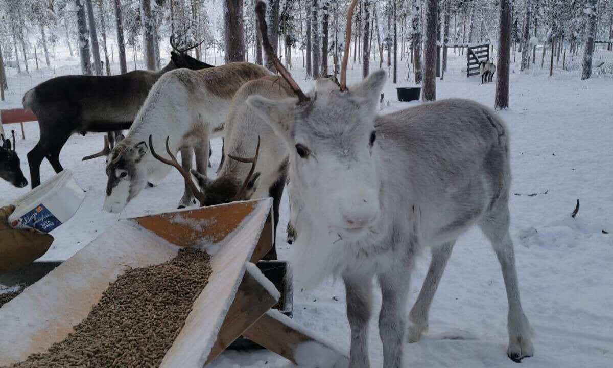 Photo of Outdoor in Vidsel