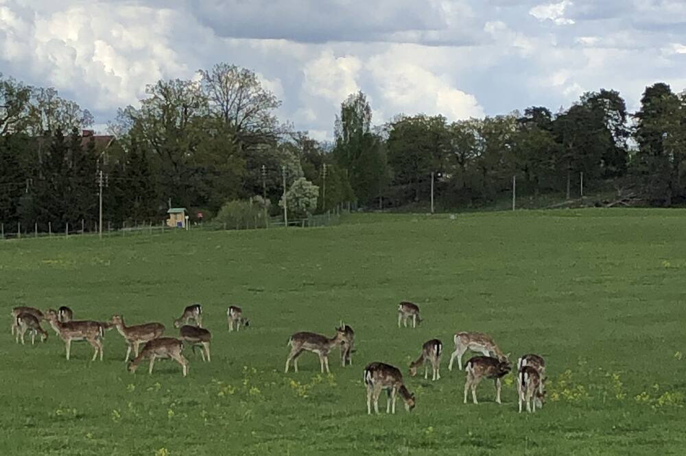 Photo of Others in Stallarholmen