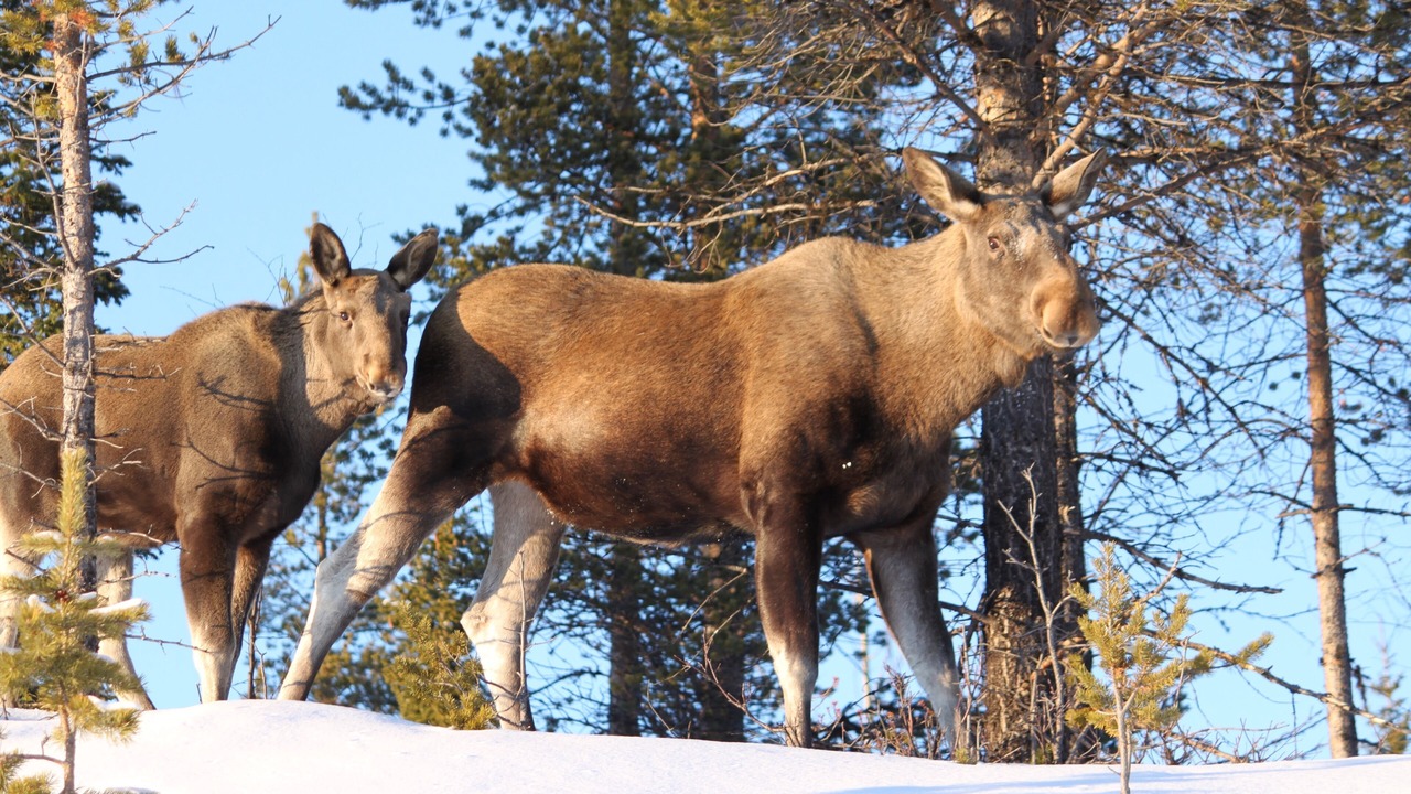 Photo of Outdoor in Jokkmokk Municipality