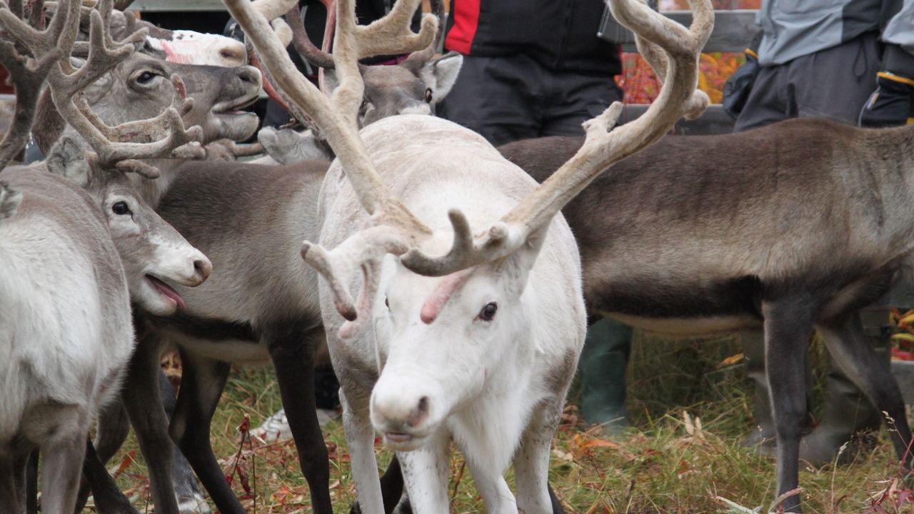 Photo of Outdoor in Jokkmokk Municipality
