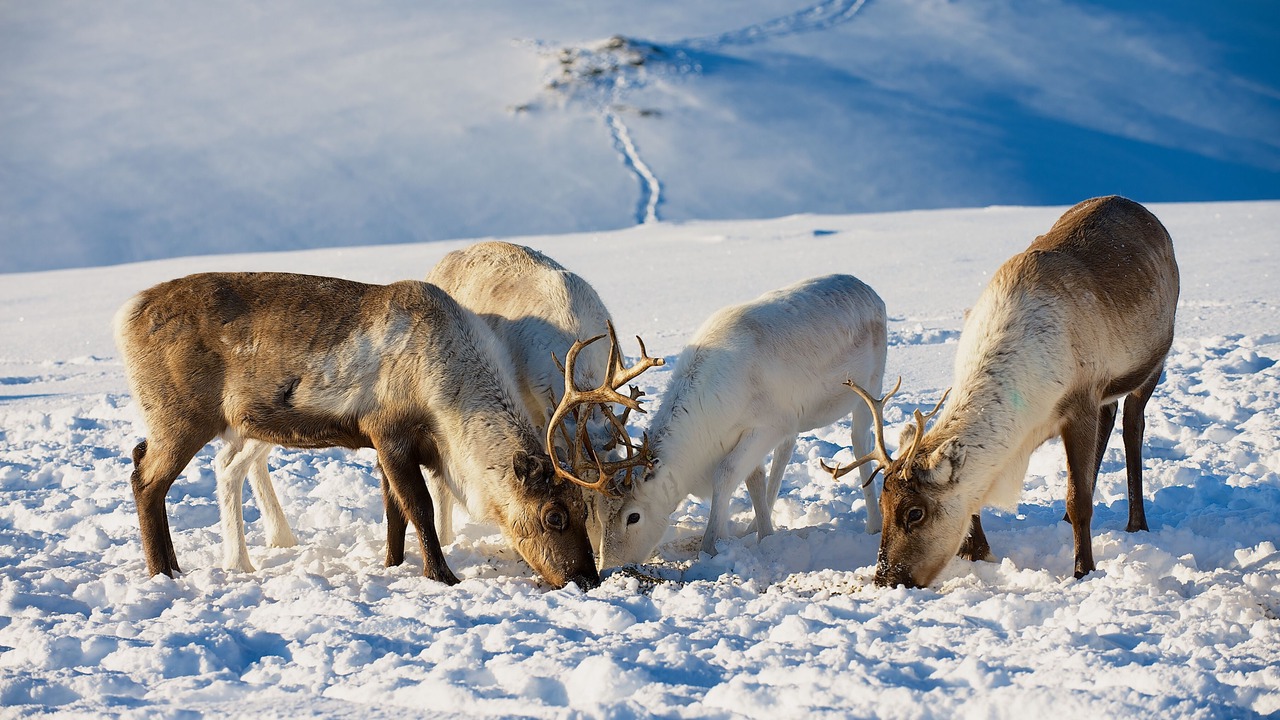 Photo of Others in Tromso