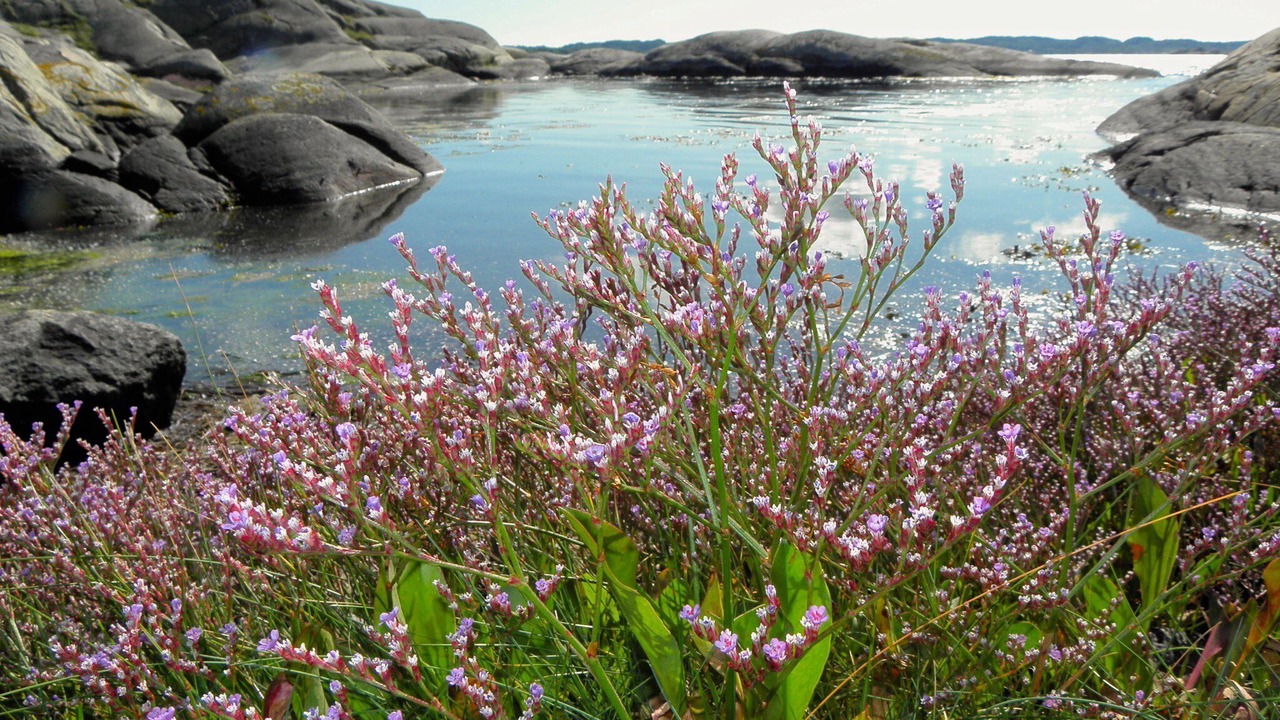 Photo of Others in Lysekil