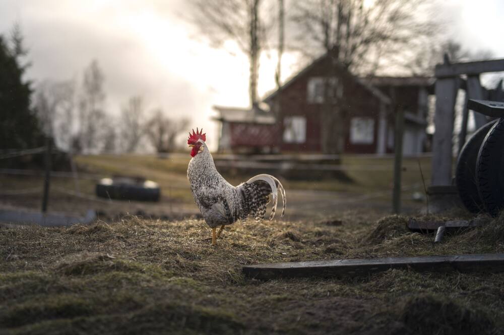 Photo of Outdoor in Skillingaryd
