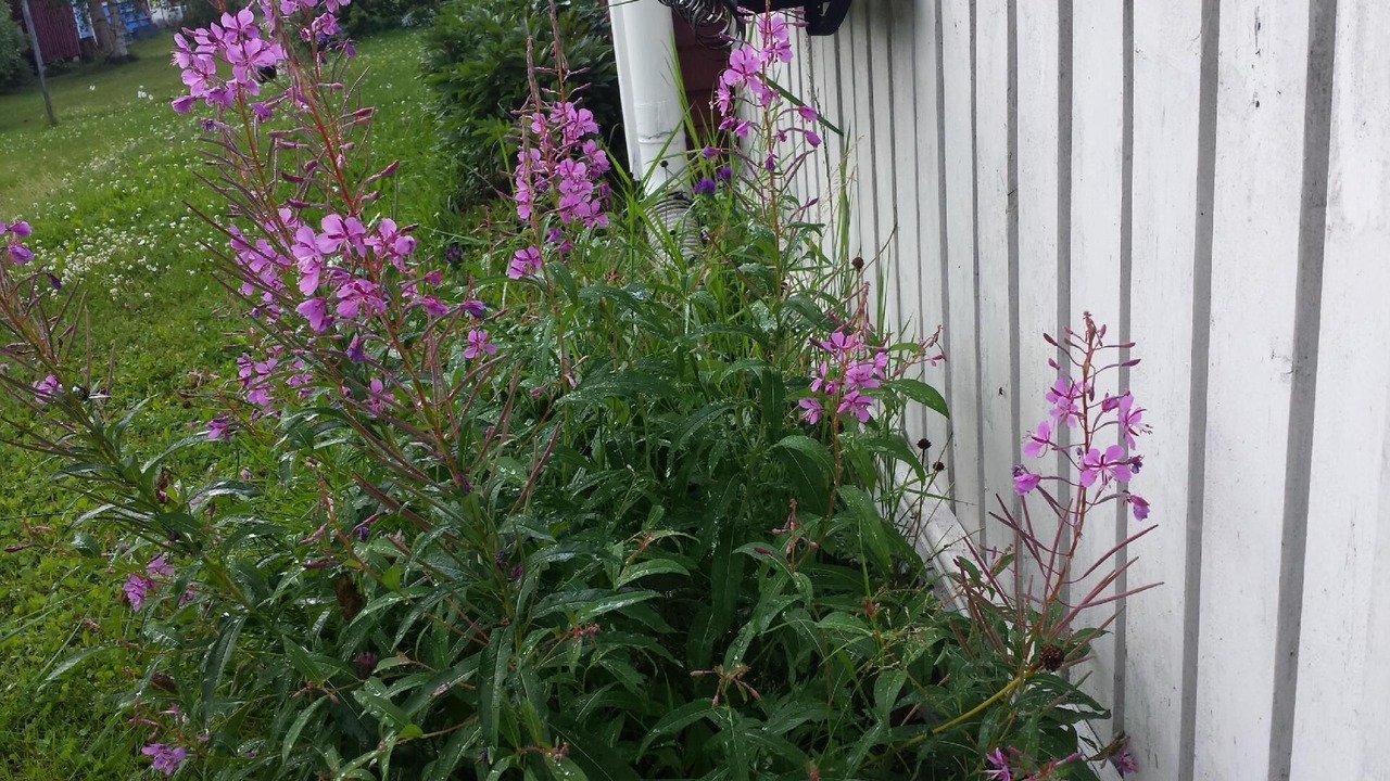Photo of Outdoor in Vidsel