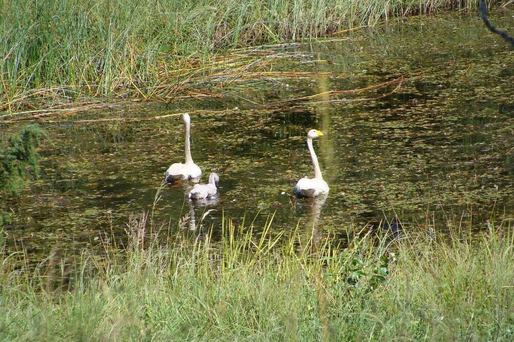 Photo of Others in Lappamala