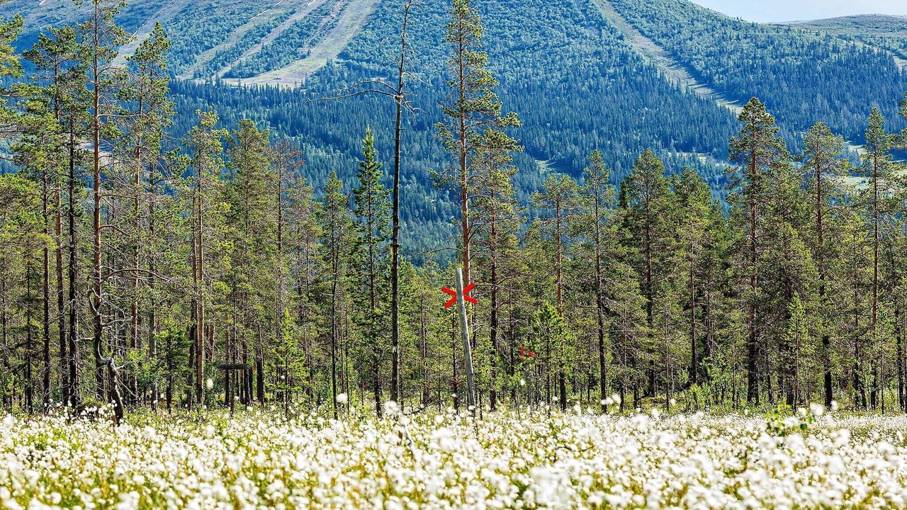 Photo of Outdoor in Lofsdalen