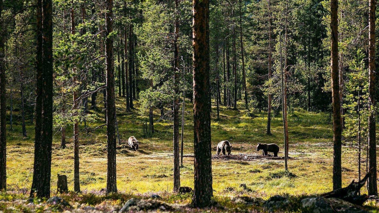 Photo of Outdoor in Lofsdalen