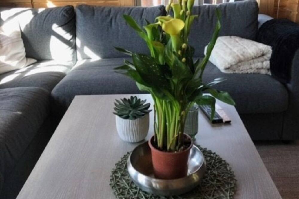 Photo of Livingroom in Nissedal