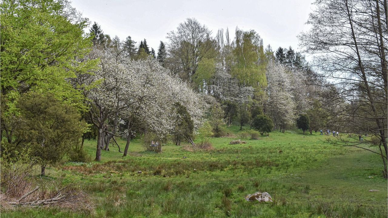 Photo of Outdoor in Veberod