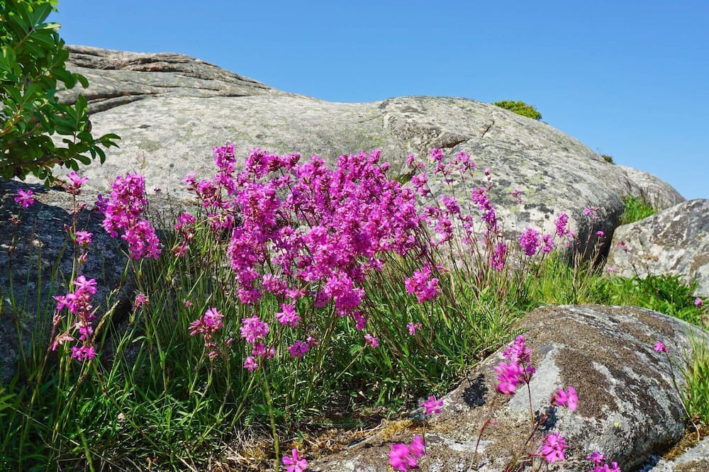 Photo of Others in Bovallstrand