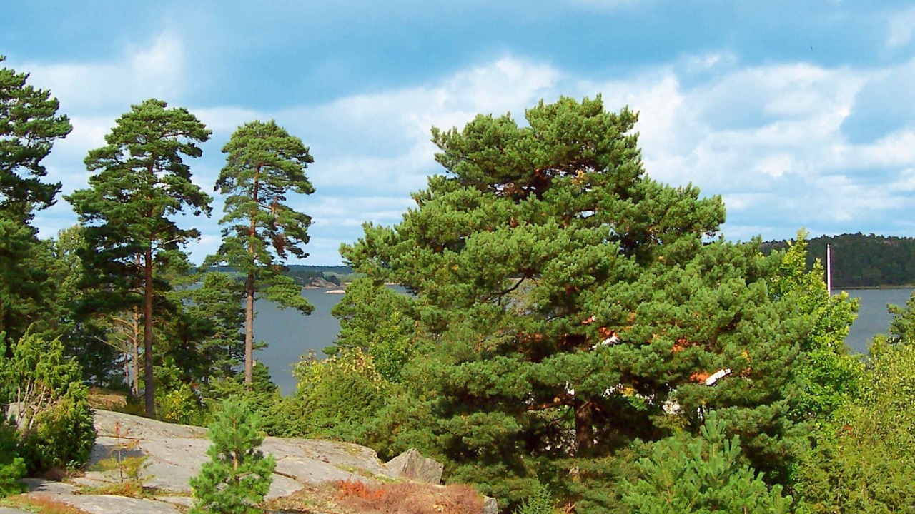 Photo of Outdoor in Tanum