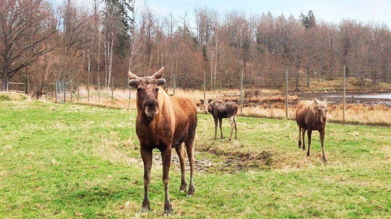 Photo of Others in Stjarnhov