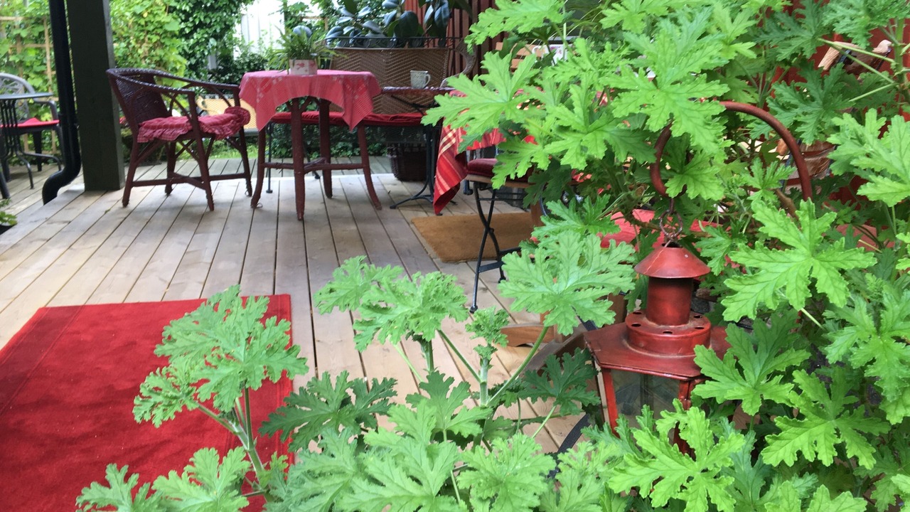 Photo of Patio Balcony in Centrum